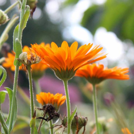 Calendula zeep - Image 3