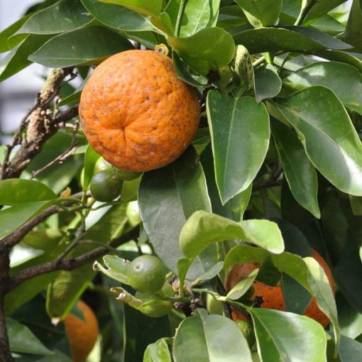 Citruszeep - Image 3