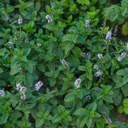 Comfrey zeep - Image 4