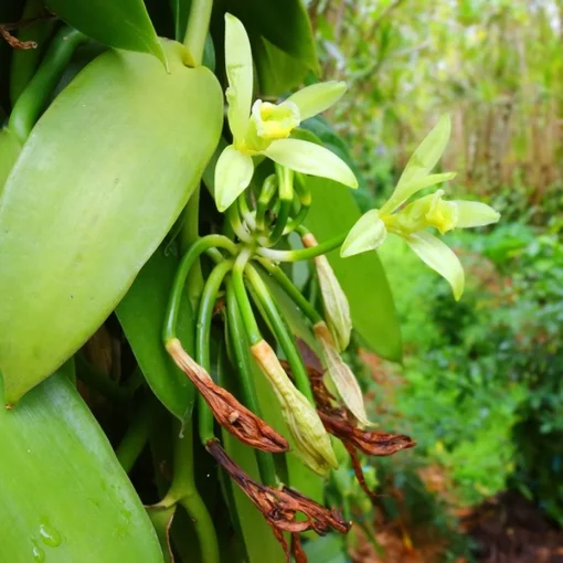 Ylang ylang zeep - Image 3